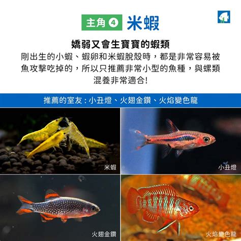 混養魚|養魚教學：混養觀賞魚必知要點 – 寵物百科